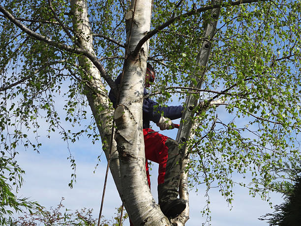 Best Tree Disease Treatment  in Melbourne, AR